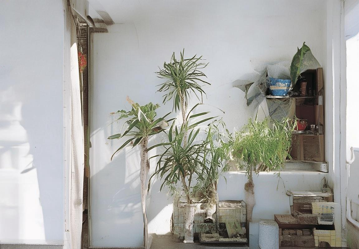 太阳队重建风云：保罗梦碎，新星崛起，联盟热议